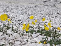 Alpenmohn