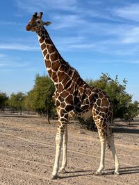 Arabian Safari 3 Sir Bani Yas &copy;Susanne Reuter 