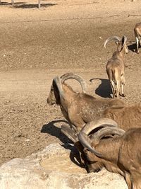 Arabian Safari Sir Bani Yas &copy;Susanne Reuter 