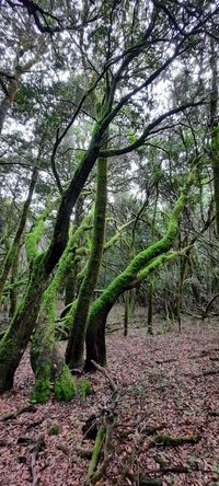 Gagel- und Lorbeer im Nationalpark