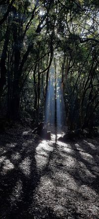 Lorbeerwald im Nationalpark Garajonay