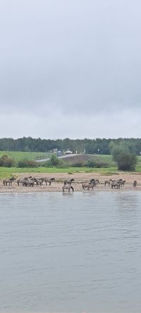 Wilde Pferde SusanneReuter 