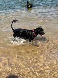 Wasserhund &copy;SusanneReuter